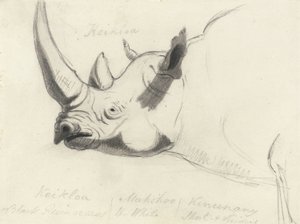 Een neushoorn, hoofd en schouders, naar links gericht